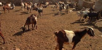 reses betancuria mancomunidad