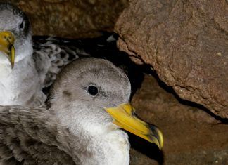 Pardela cenicienta protegida