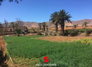 fuerteventura plan entorno Cultivos Fuerteventura. Agricultura. antigua turismo nacional