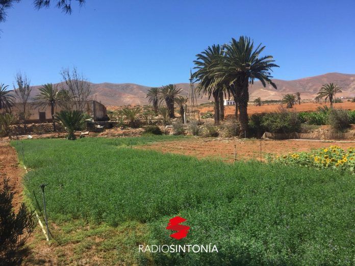 fuerteventura plan entorno Cultivos Fuerteventura. Agricultura. antigua turismo nacional