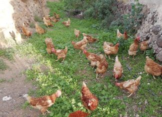 Los productores majoreros se mantienen firmes para obtener productos de calidad de la tierra