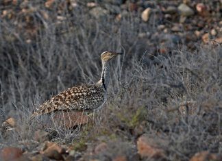 Ejemplar de hubara en Fuerteventura.