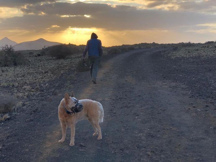 perro en Fuerteventura campaña antirrábica la oliva