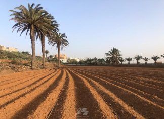 becas investigación fuerteventura