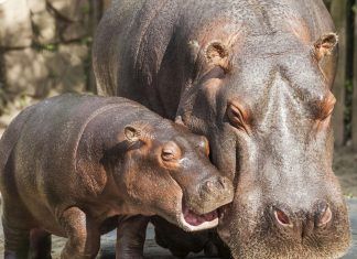 Oasis fun, nueva oferta de Oasis wildlife
