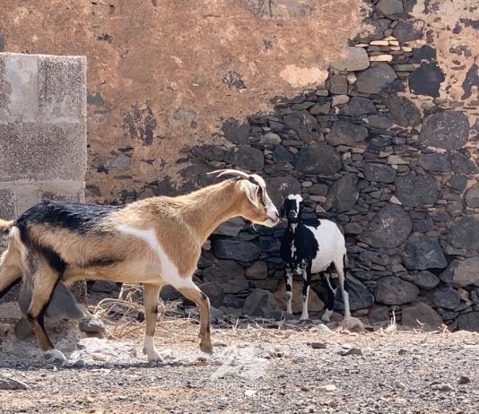 veterinaria fondos posei covid subvención ganadería