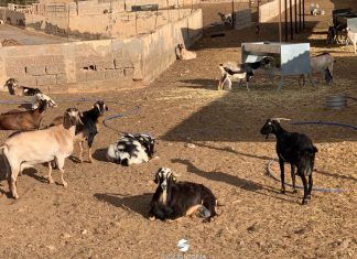 sector ayudas defensa sanitaria ganadero ganadería