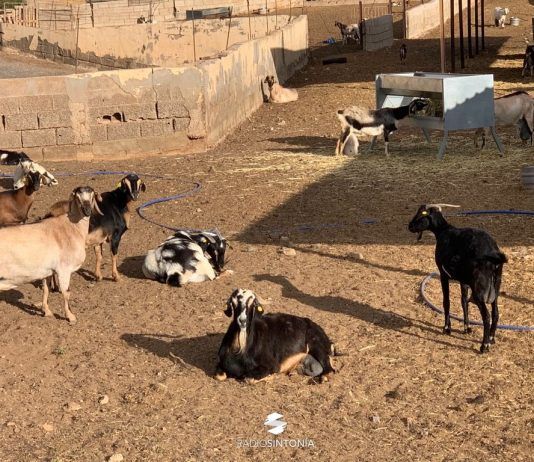 sector ayudas defensa sanitaria ganadero ganadería