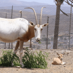 Oryx Cimitarra