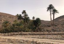 El PSOE reclama una partida en los Presupuestos de 2025 para la lucha contra la Diocalandra en Fuerteventura Imagen del Barranco de Ajuy, Fuerteventura-Radio Sintonía