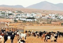 El Gobierno de Canarias concede ayudas PEPAC para la modernización de 36 explotaciones ganaderas