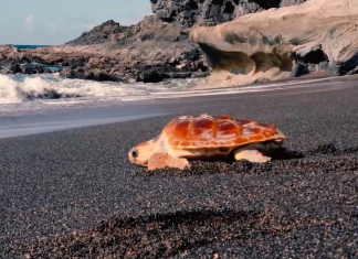 El Centro de Recuperación y Conservación de Tortugas Marinas podrá visitarse a partir del 15 de junio