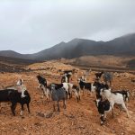 Cabras en Fuerteventura