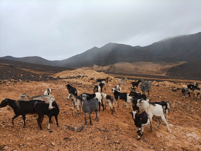 Cabras en Fuerteventura