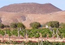 Parras en una finca en Casillas de Morales