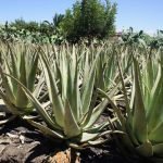 Plantación de Aloe en Agua de Bueyes