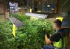La Policía Nacional detiene a tres personas y desarticula una plantación de marihuana en grancanaria