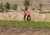 Imagen de de agricultor. La rosa de Fuerteventura