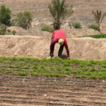 Imagen de de agricultor. La rosa de Fuerteventura