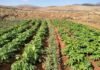 Agricultura impulsa medidas para fortalecer el campo y la ganadería en Canarias Paisaje agrario de Fuerteventura