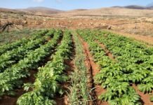 Agricultura impulsa medidas para fortalecer el campo y la ganadería en Canarias Paisaje agrario de Fuerteventura