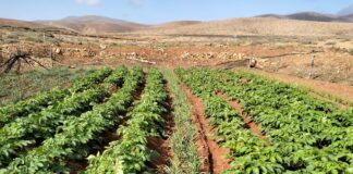 Agricultura impulsa medidas para fortalecer el campo y la ganadería en Canarias Paisaje agrario de Fuerteventura