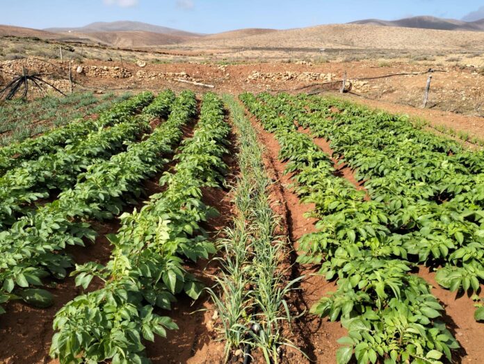 Paisaje agrario de Fuerteventura Paisaje agrario de Fuerteventura