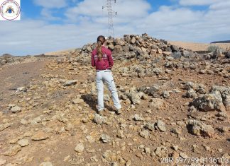 Ocho ejemplares de aves protegidas accidentadas por colisión-electrocución con tendido eléctrico y parques eólicos en Fuerteventura