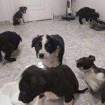 IHelp Fuerteventura denuncia el abandono de cachorros en contenedores de basuraMG_5636