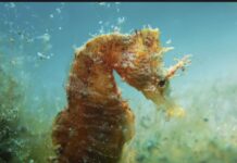 Destruir sebadales es un delito, un autosuicidio para la pesca en Canarias