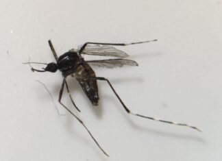 Sanidad confirma la presencia de mosquito tigre en Fuerteventura