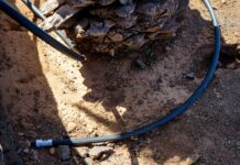 El Ayuntamiento de La Oliva denuncia nuevos actos vandálicos contra el servicio de Jardines