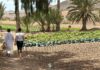 Solo un 25 % de la titularidad de la tierra agrícola en Canarias está en manos de mujeres
