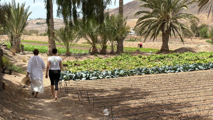 Solo un 25 % de la titularidad de la tierra agrícola en Canarias está en manos de mujeres – Radio Sintonía