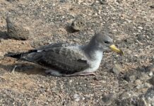 Más de 30 ejemplares de pardela cenicienta han sido recuperadas y liberadas en Fuerteventura este año