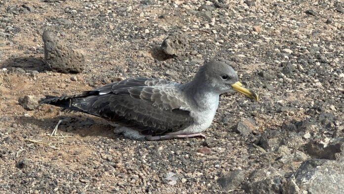 Ejemplar de pardela cenicienta