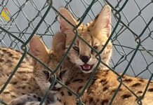 Tres ejemplares de serval (Leptailurus serval), una especie de felino salvaje originaria del África subsahariana, han sido trasladados a Oasis Wildlife Fuerteventura Tres ejemplares de serval (Leptailurus serval), una especie de felino salvaje originaria del África subsahariana, han sido trasladados a Oasis Wildlife Fuerteventura-Guardia Civil