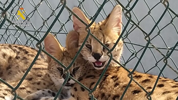 Tres ejemplares de serval (Leptailurus serval), una especie de felino salvaje originaria del África subsahariana, han sido trasladados a Oasis Wildlife Fuerteventura-Guardia Civil Tres ejemplares de serval (Leptailurus serval), una especie de felino salvaje originaria del África subsahariana, han sido trasladados a Oasis Wildlife Fuerteventura-Guardia Civil