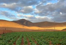Las papas de Ramón en Toto estarán para Navidad Cultivo de papas en Toto, Pájara(Fuerteventura) Radio Sintonía