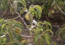 Agricultura en Fuerteventura: Cómo plantar almendros y recoger melocotones Curso sobre árboles frutales en Antigua-Radio Sintonía