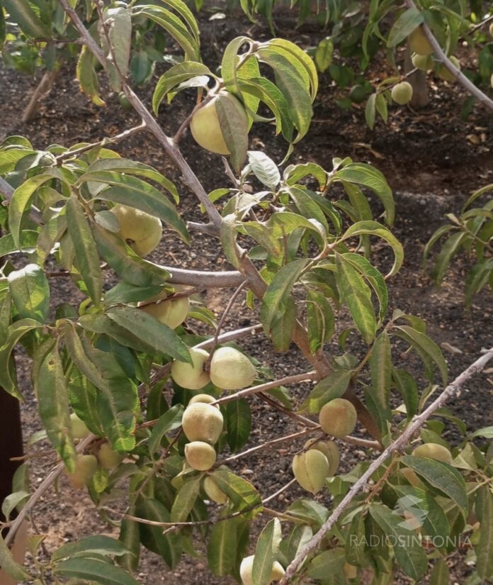 Curso sobre árboles frutales en Antigua-Radio Sintonía Curso sobre árboles frutales en Antigua-Radio Sintonía
