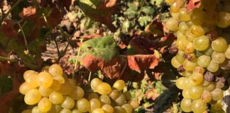 En La rosa de Fuerteventura analizamos la situación de la filoxera de la vid Parras en Fuerteventura-Radio Sintonía