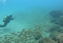 Proponen la ampliación de la Reserva de la Biosfera marina de Fuerteventura ampliación de la Reserva de la Biosfera marina de Fuerteventura