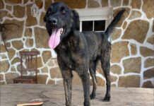 Imagen de perro-Help Fuerteventura