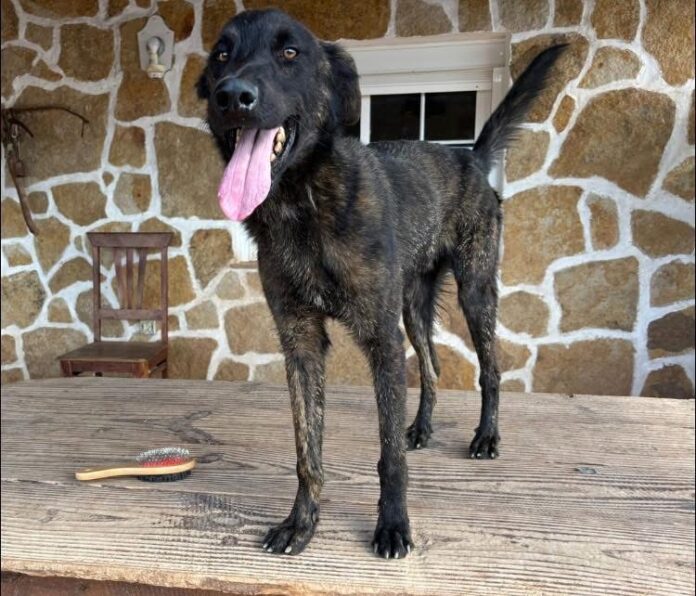 Imagen de perro-Help Fuerteventura