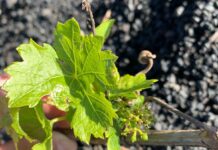 Fuerteventura acogerá una charla sobre los protocolos para evitar la propagación de la filoxera en época de poda