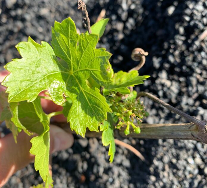 Fuerteventura acogerá una charla sobre los protocolos para evitar la propagación de la filoxera en época de poda