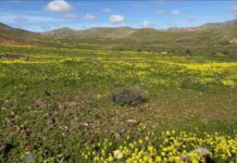 Especies ausentes durante más de una década florecen en Fuerteventura Paisaje de Fuerteventura | Radio Sintonía