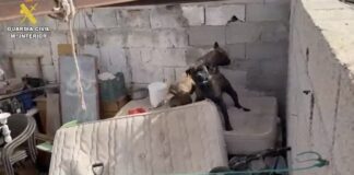 Investigada la dueña de dos presas canarios en Arrecife tras atacar a una vecina, matar a su mascota y ocultar a los animales en una ruina Investigada la dueña de dos Presas Canarios en Arrecife tras atacar a una vecina, matar a su mascota y ocultar a los animales en una ruina