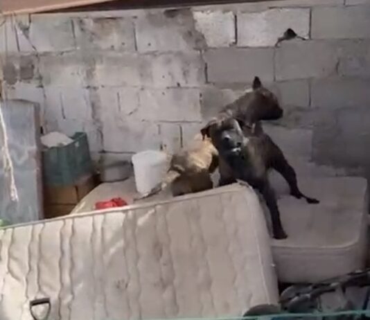 Investigada la dueña de dos Presas Canarios en Arrecife tras atacar a una vecina, matar a su mascota y ocultar a los animales en una ruina